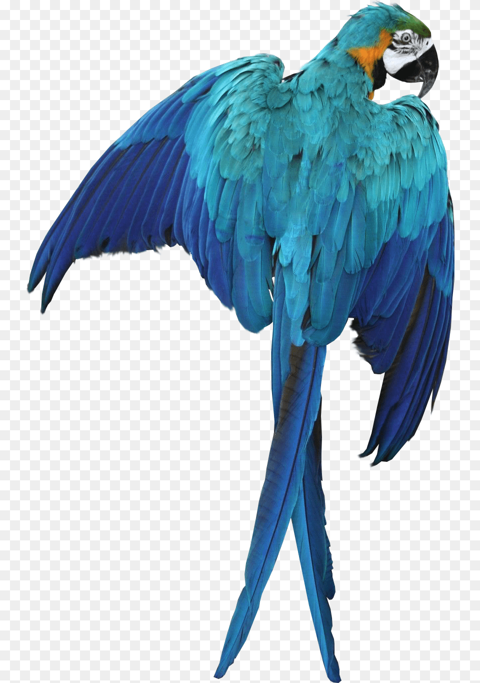Macaw Parrot Transparent Image Bird Graphic Macaw, Animal Free Png