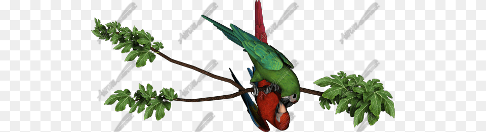 Macaw Parrots Parakeet, Animal, Bird, Parrot Free Png Download