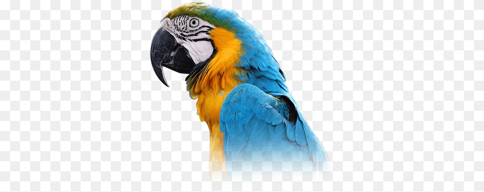 Macaw Personality Food U0026 Care U2013 Pet Birds By Lafeber Co Blue Throated Macaw, Animal, Bird, Parrot Png