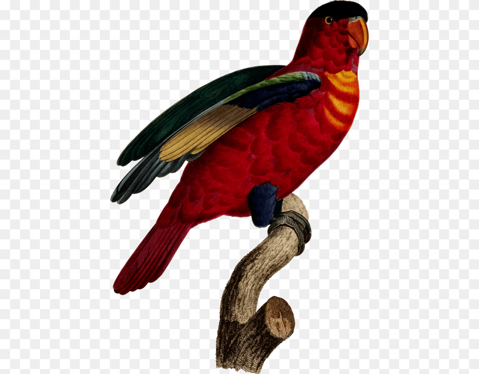 Macaw Superb Parrot Loriini Printmaking Commercial Clipart, Animal, Bird Free Png Download