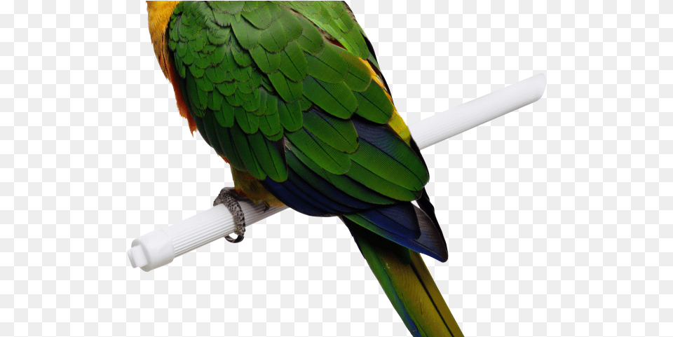 Macaw All Animal That Can Fly Yellow Green Parrot, Bird, Parakeet Free Transparent Png