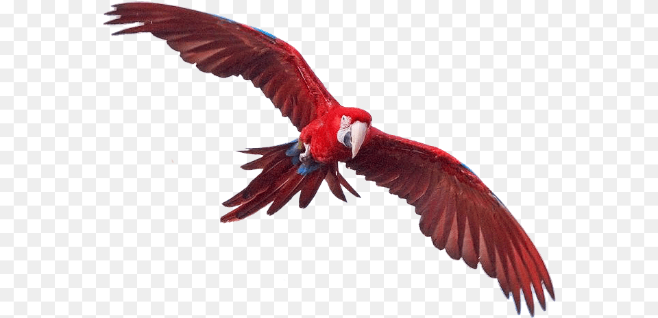 Macaw Transparent Images Macaws, Animal, Bird, Flying, Parrot Free Png