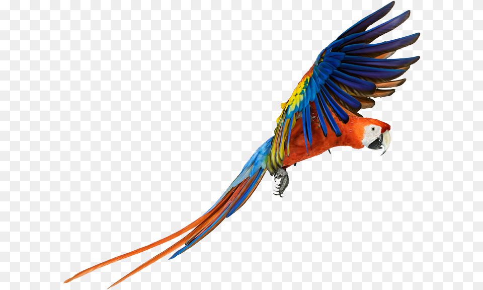 Macaw Transparent Macaw, Animal, Bird, Parrot Png Image