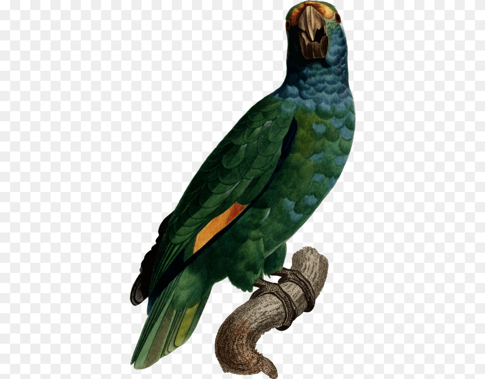 Macawparrotbird Ayudar Desde Casa Amazonas, Animal, Bird, Parrot Free Png