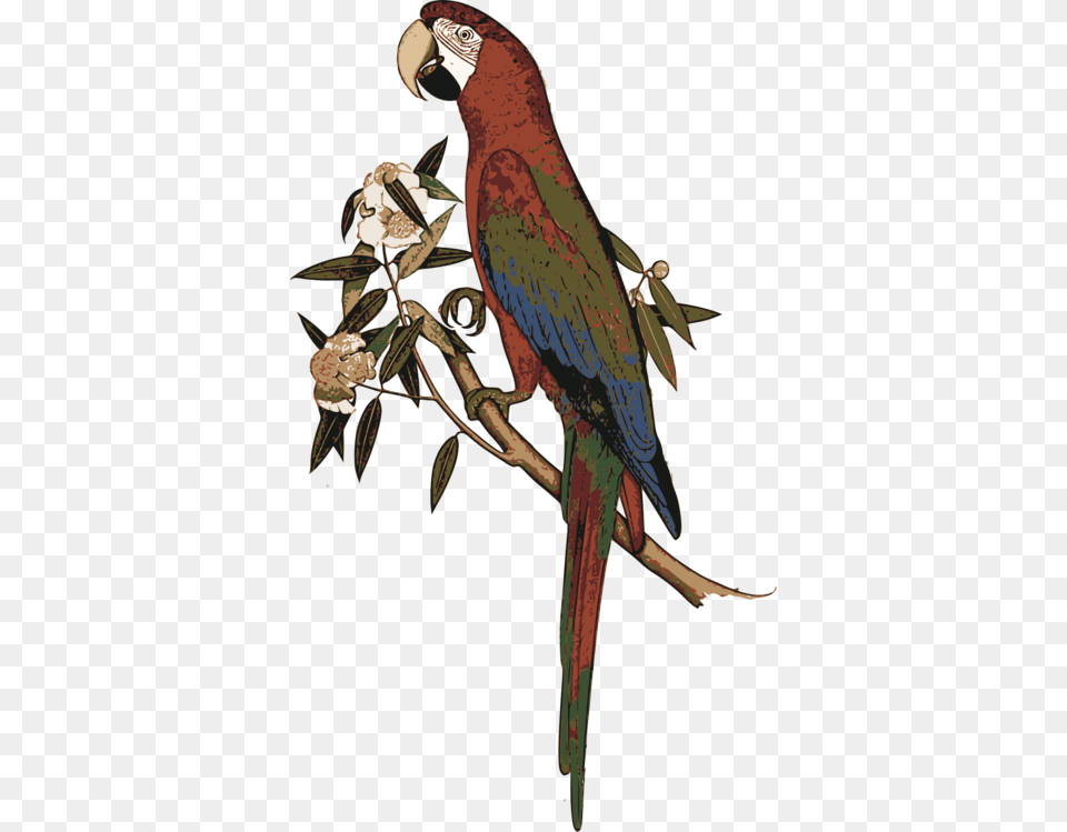 Macawparrotbird Exotic Birds, Animal, Bird, Parrot, Macaw Free Transparent Png