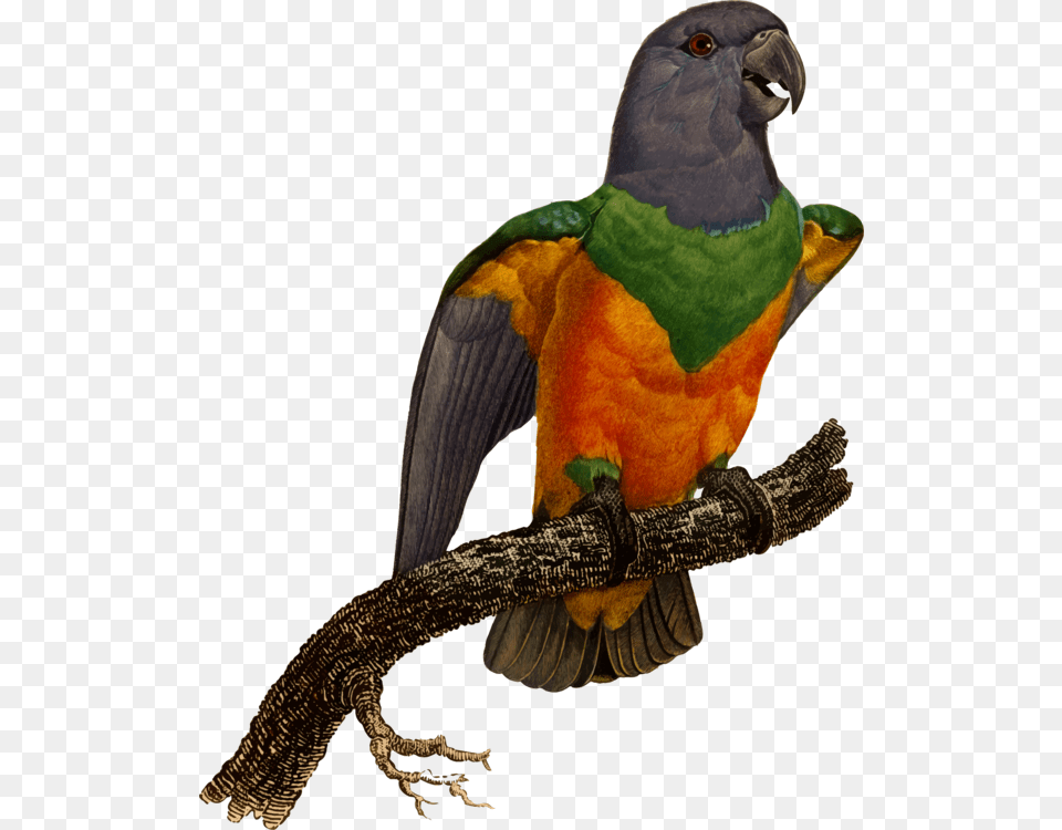 Macawparrotbird Macaw, Animal, Bird, Parrot, Lizard Free Transparent Png