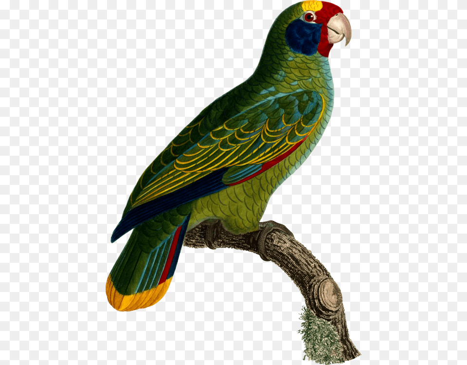 Macawparrotlorikeet Parrot, Animal, Bird Png Image