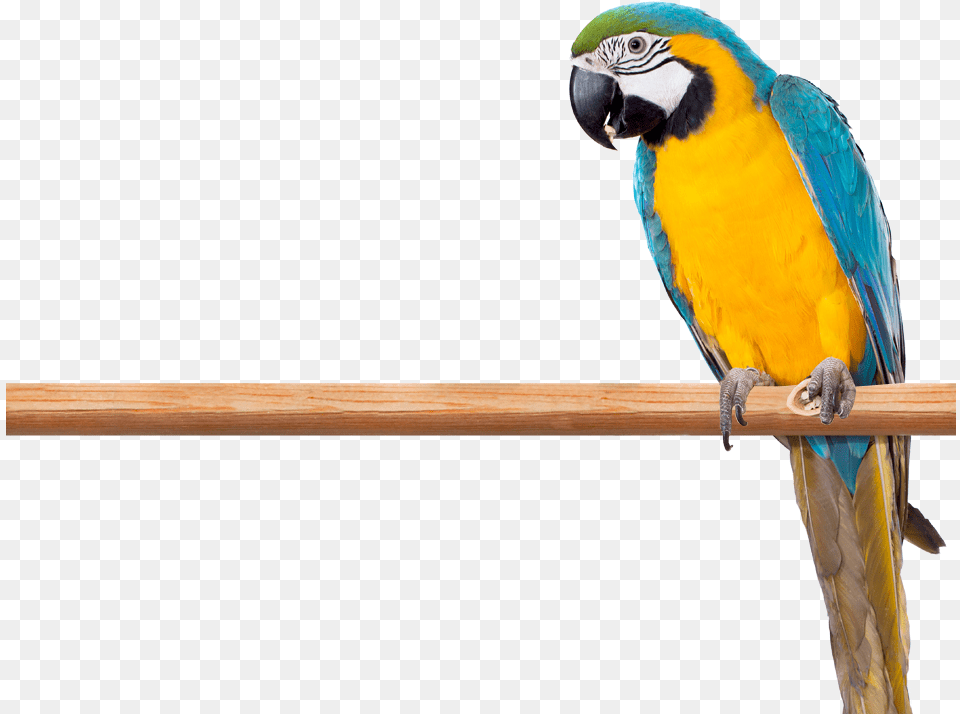 Macaws Parrots, Animal, Bird, Parrot, Macaw Png Image