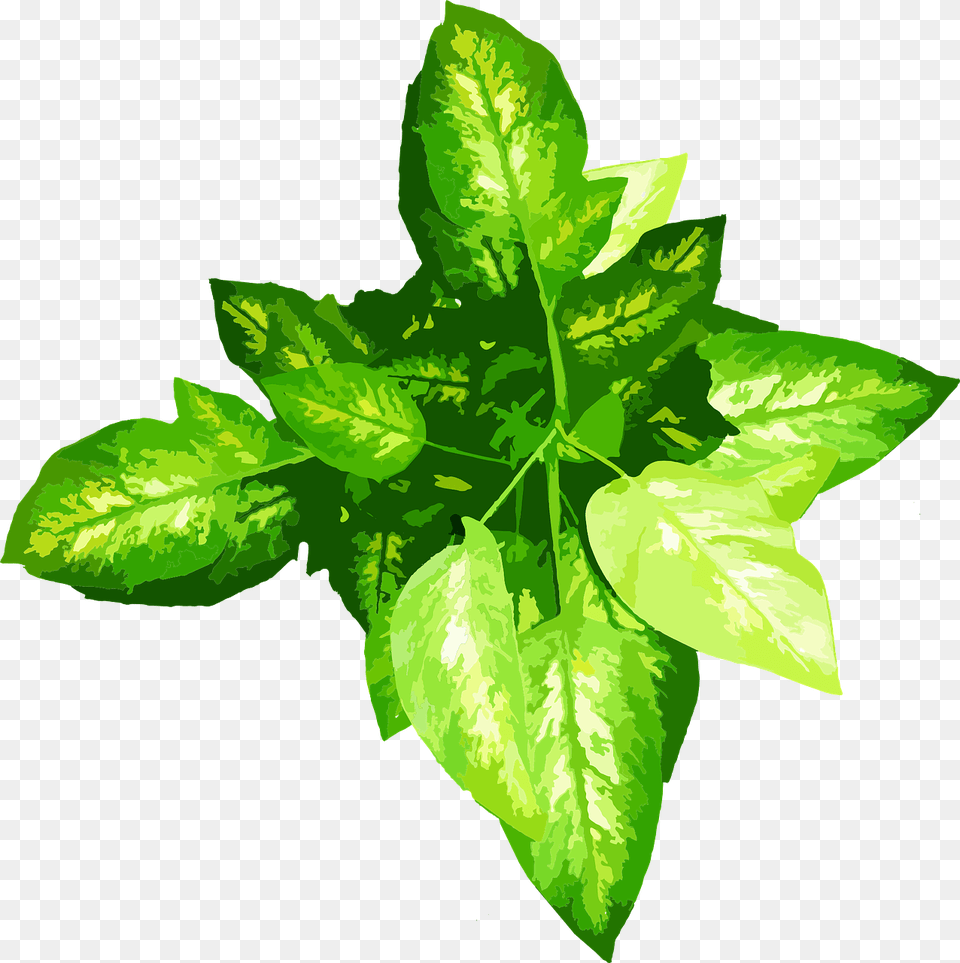 Maceta En Planta, Herbal, Herbs, Leaf, Plant Free Png