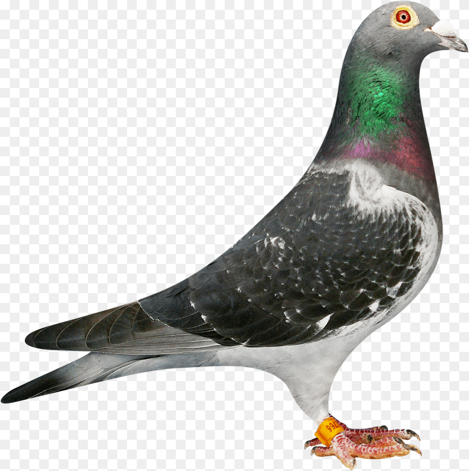 Machiel Buijk Jan Aarden Racing Pigeon, Animal, Bird, Dove Free Transparent Png