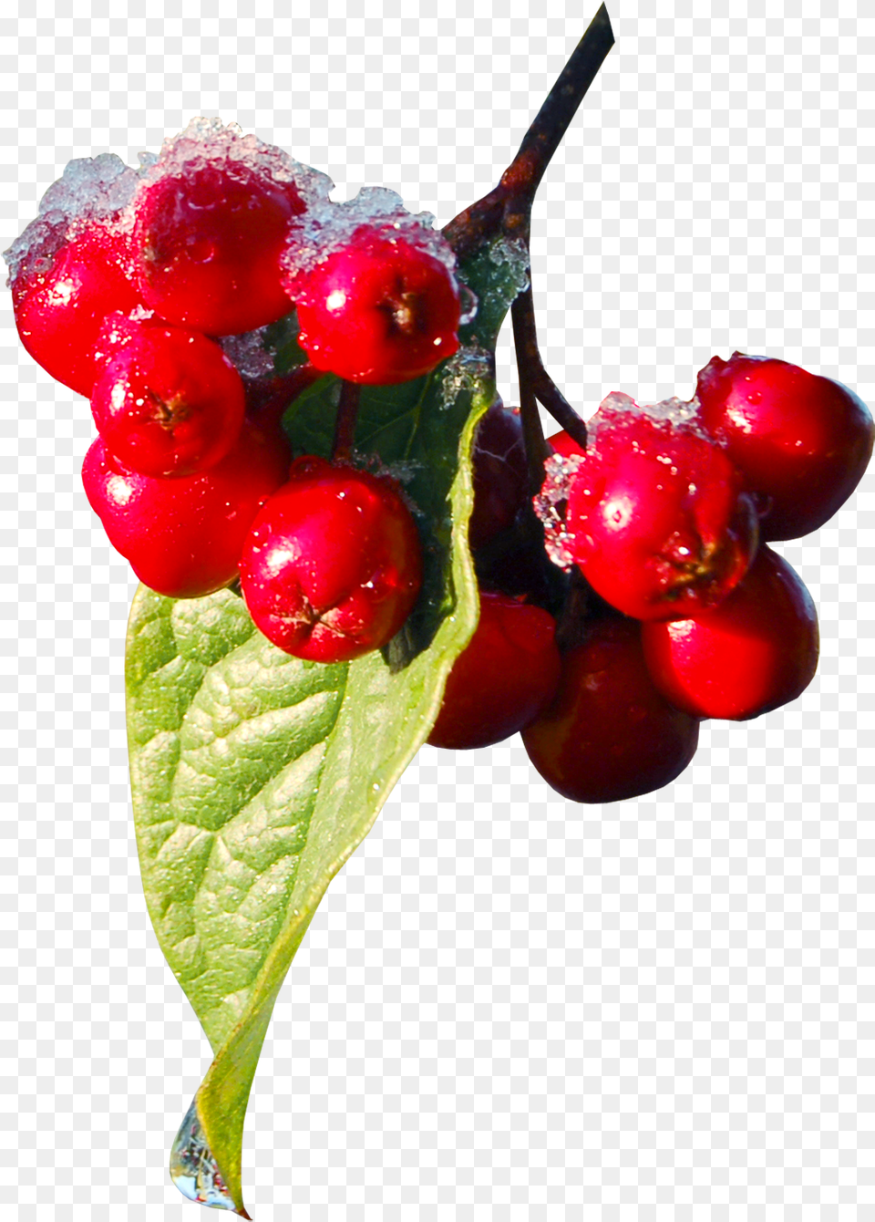 Machine Embroidery Machine Embroidery Designs In Red Christmas Berries, Cherry, Food, Fruit, Plant Png