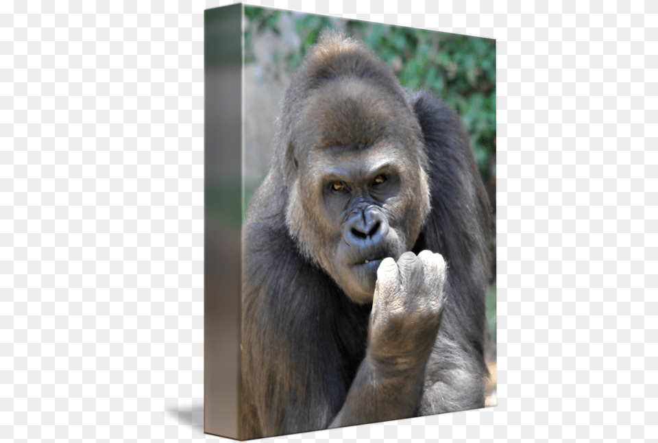 Macho Man By J Deveres Monkey, Animal, Ape, Mammal, Wildlife Free Png Download