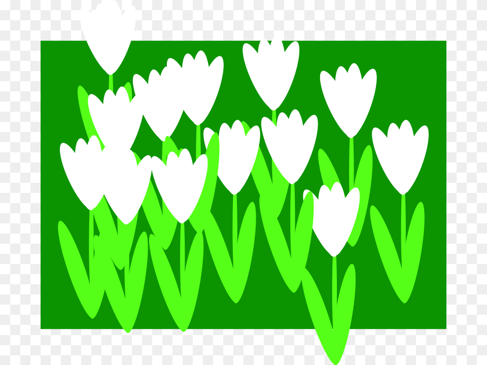 Machovka, Green, Art, Graphics, Flower Png Image