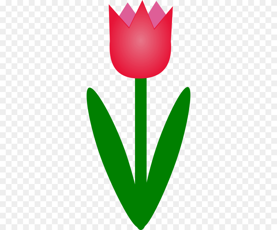 Machovka, Flower, Plant, Petal, Tulip Free Png