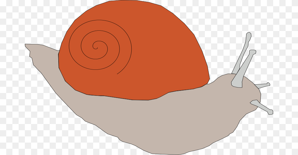 Machovka, Animal, Invertebrate, Snail, Baby Png Image