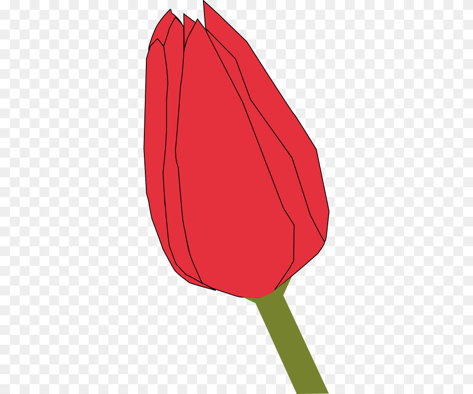 Machovka, Flower, Plant, Tulip, Person Png