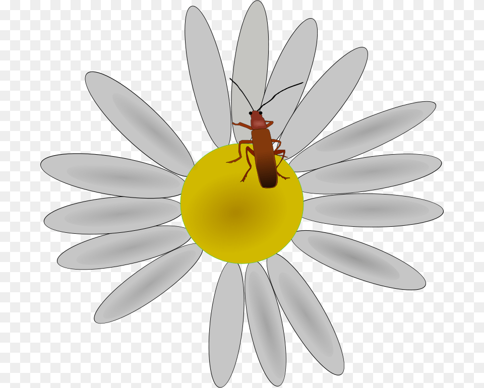 Machovka Bug On A Flower, Plant, Daisy, Animal, Invertebrate Png
