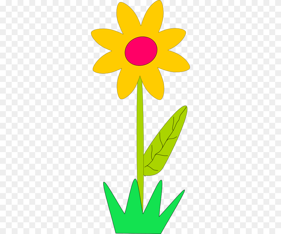 Machovka Flower, Daisy, Plant, Petal, Daffodil Png Image