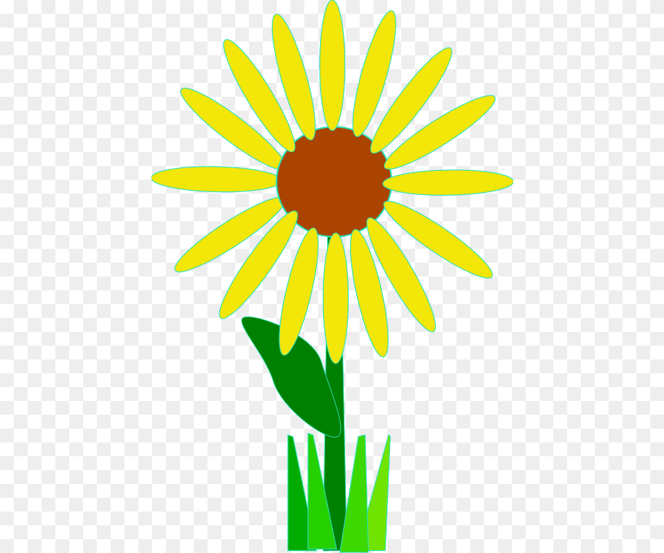 Machovka Flower, Daisy, Plant, Petal Free Transparent Png