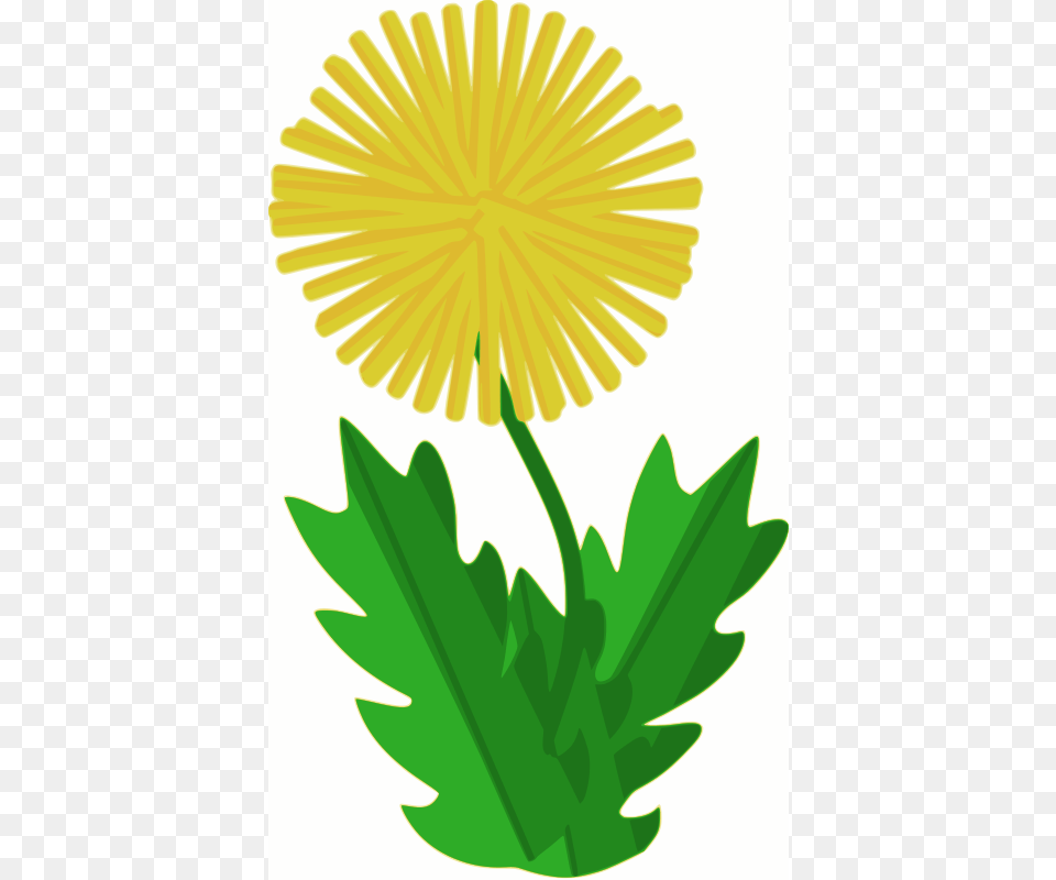 Machovka Flower Dandelion, Plant, Daisy Png Image