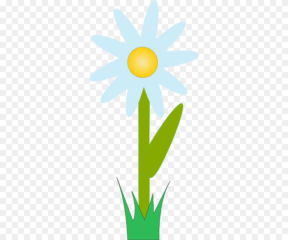 Machovka Marguerite, Daisy, Flower, Plant, Animal Png Image