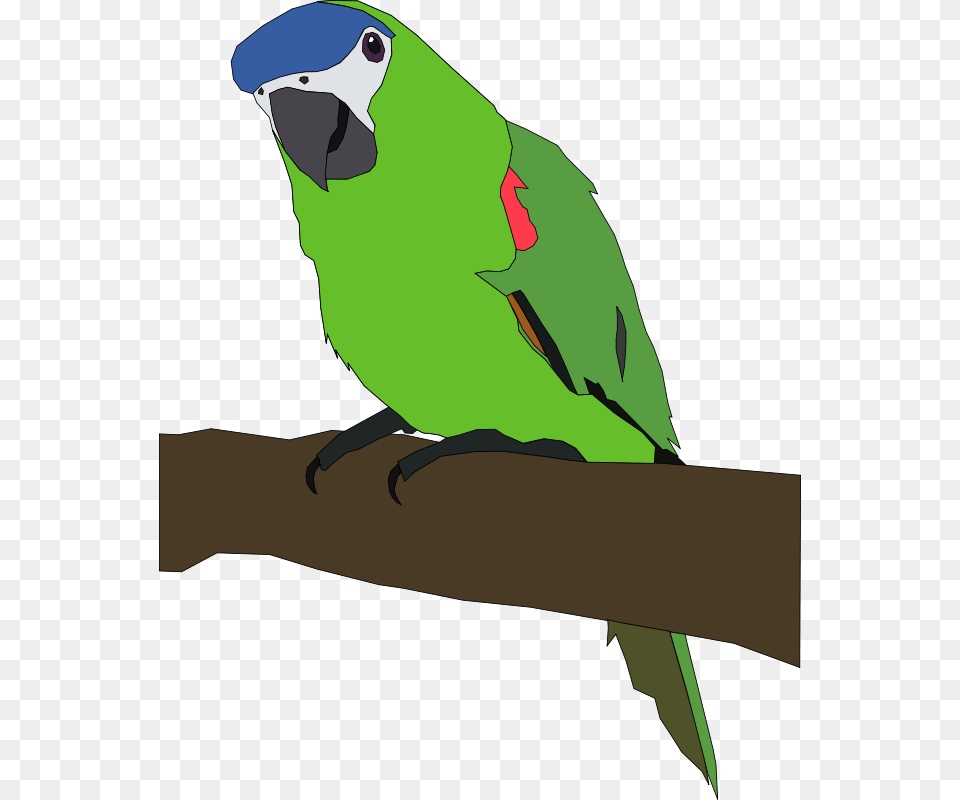 Machovka Parrot, Animal, Bird, Parakeet Png Image