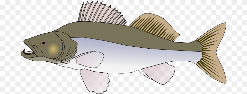 Machovka Pikeperch, Animal, Fish, Sea Life, Shark Png Image