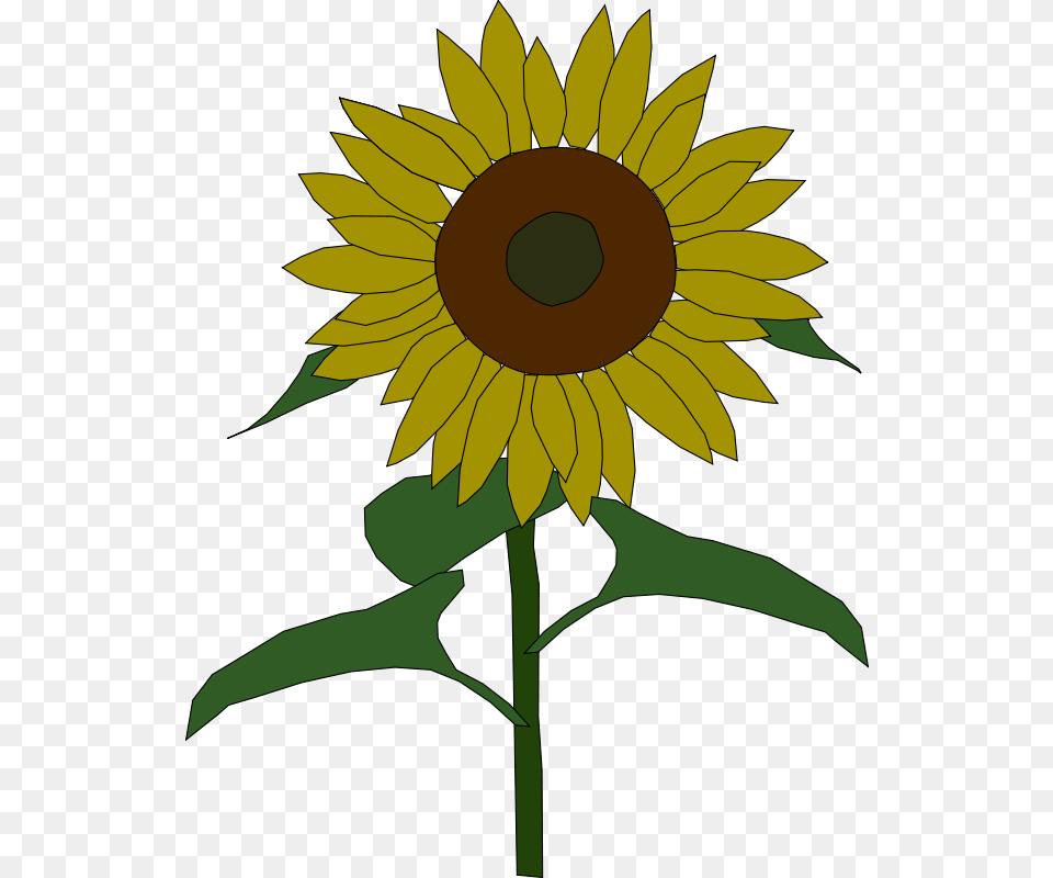 Machovka Sunflower, Flower, Plant Free Png