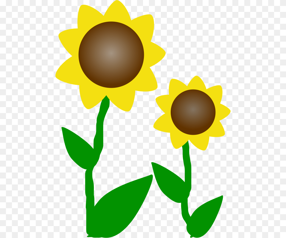 Machovka Sunflowers, Flower, Sunflower, Plant, Daisy Png