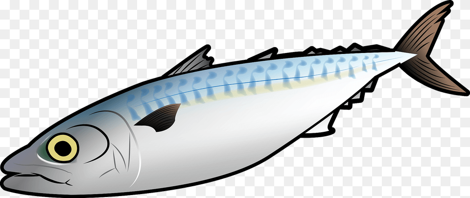 Mackerel Fish Clipart, Animal, Bonito, Sea Life, Tuna Png Image