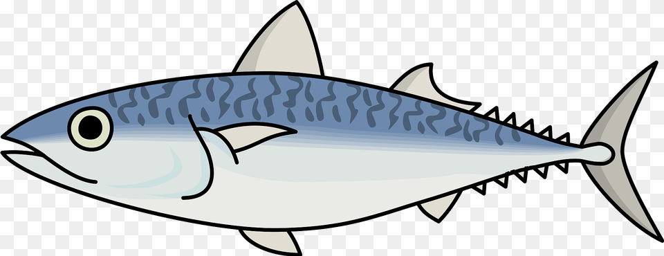 Mackerel Fish Clipart, Animal, Bonito, Sea Life, Tuna Free Png