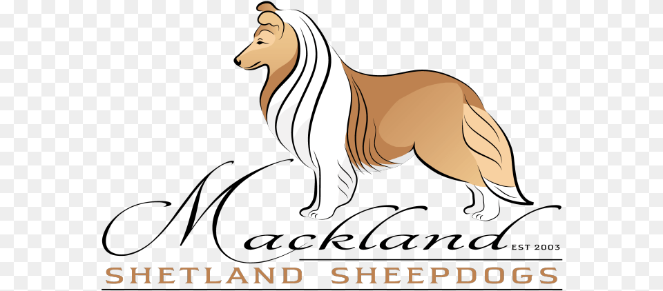 Mackland Shetland Sheepdogs In South Africa Scotch Collie, Animal, Canine, Dog, Mammal Png Image