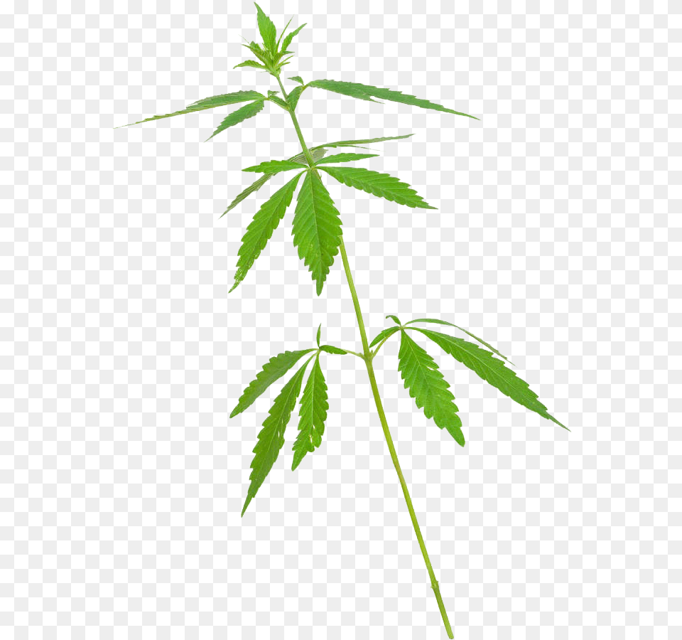 Maconha De 5 Folhas, Hemp, Leaf, Plant Png