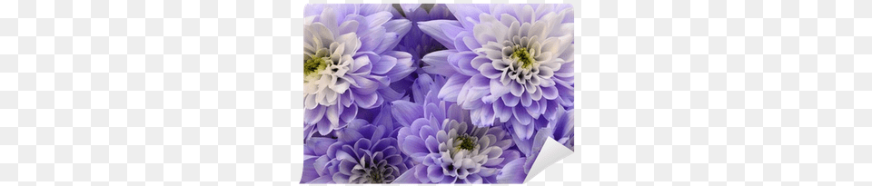 Macro Of White And Blue Flower Aster Wall Mural Pixers Dahlia, Plant Free Transparent Png