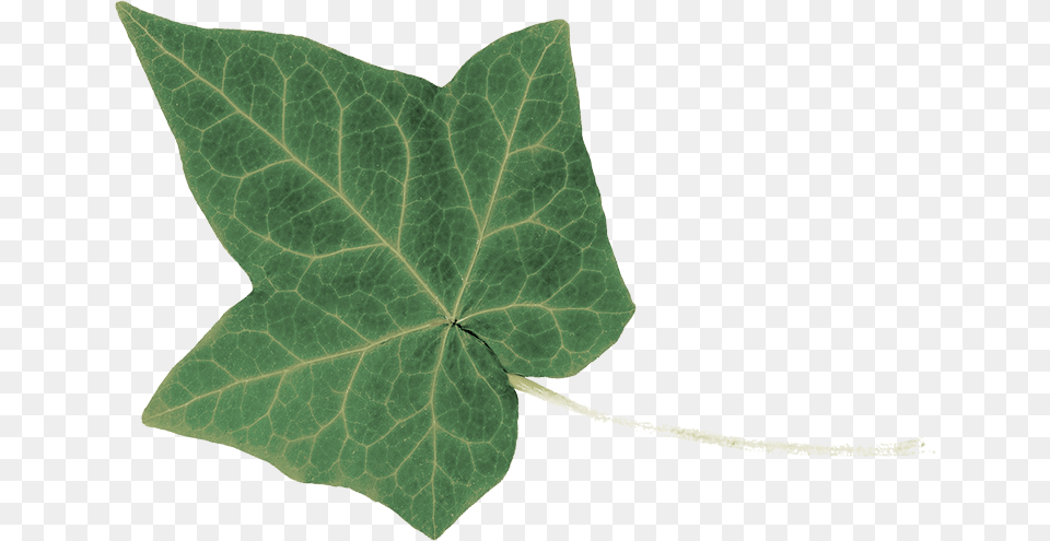 Macro Photography, Leaf, Plant, Tree Png Image