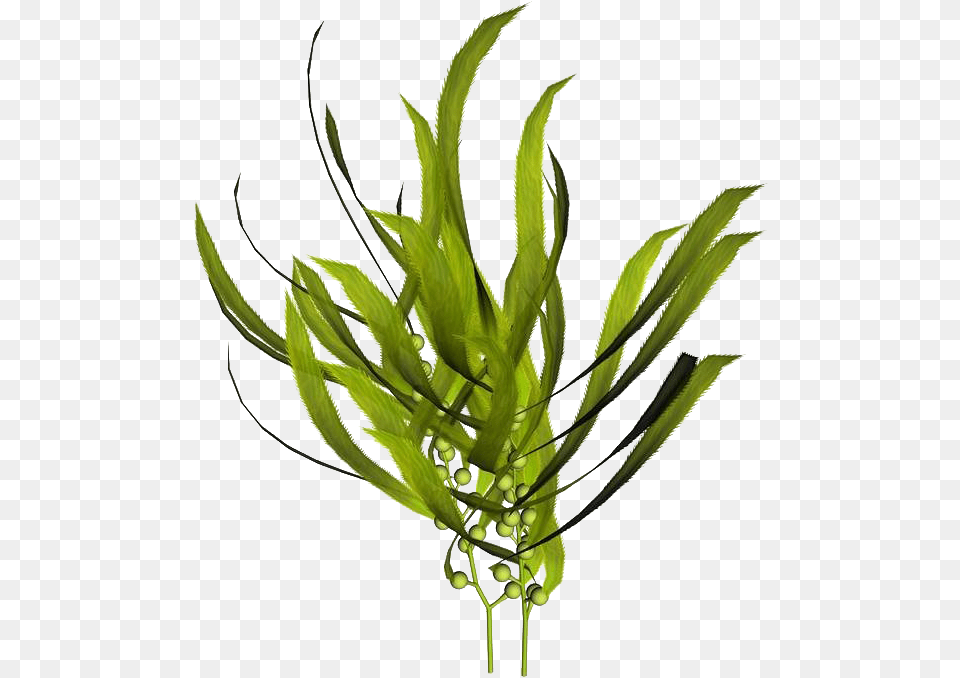 Macrocystis Pyrifera Kelp Seaweed Mineral Kelp Extract, Grass, Leaf, Plant Png Image
