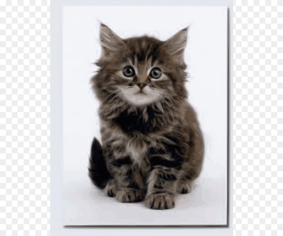 Macska, Animal, Cat, Kitten, Mammal Free Png Download