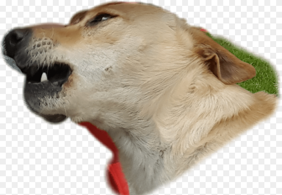 Mad Dog Silly Fun Remixit Folow Companion Dog, Animal, Canine, Labrador Retriever, Mammal Free Transparent Png