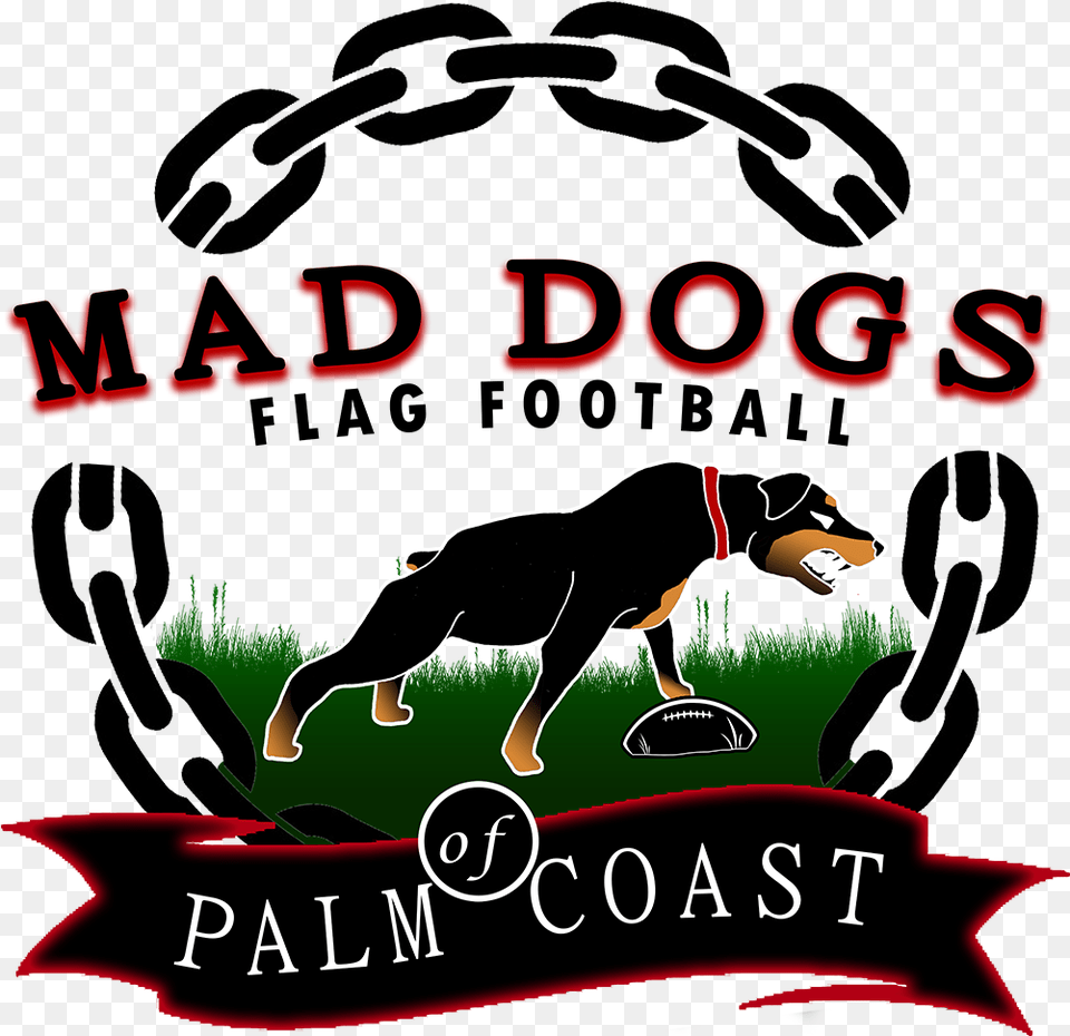 Mad Dogs Flag Football Dog Catches Something, Person, Animal, Canine, Mammal Png Image