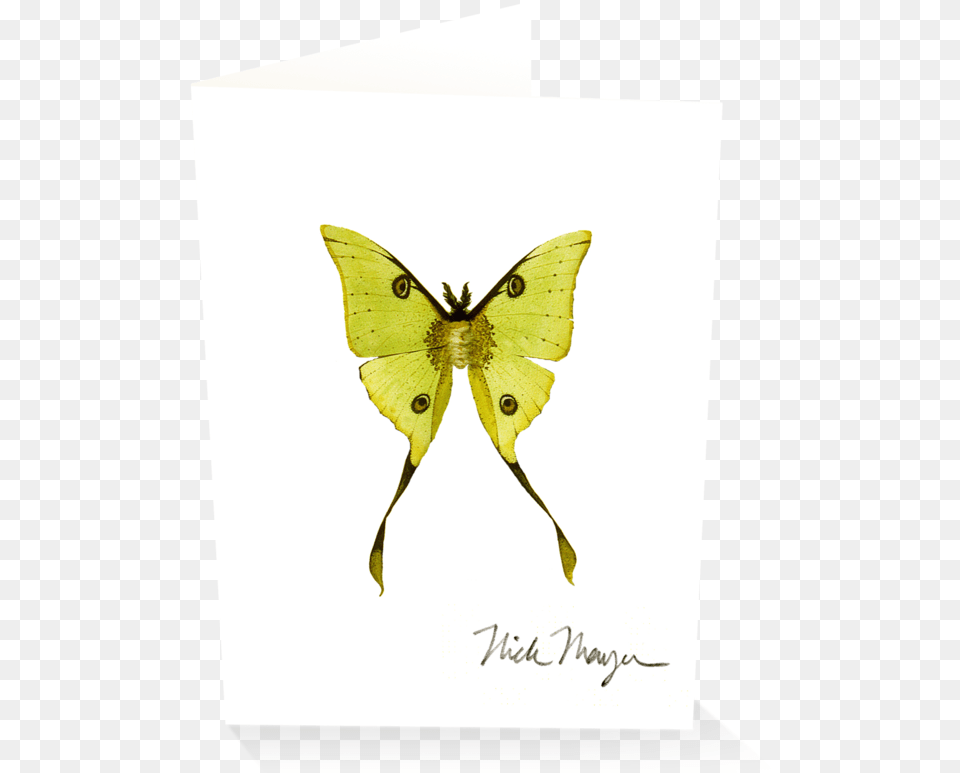 Madagascan Moon Moth Southern Dogface, Animal, Butterfly, Insect, Invertebrate Free Png