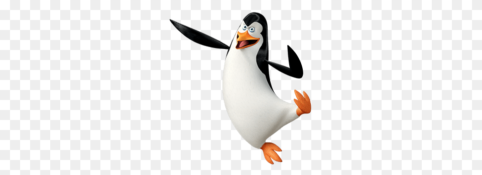 Madagascar, Animal, Bird, Penguin, Beak Png Image