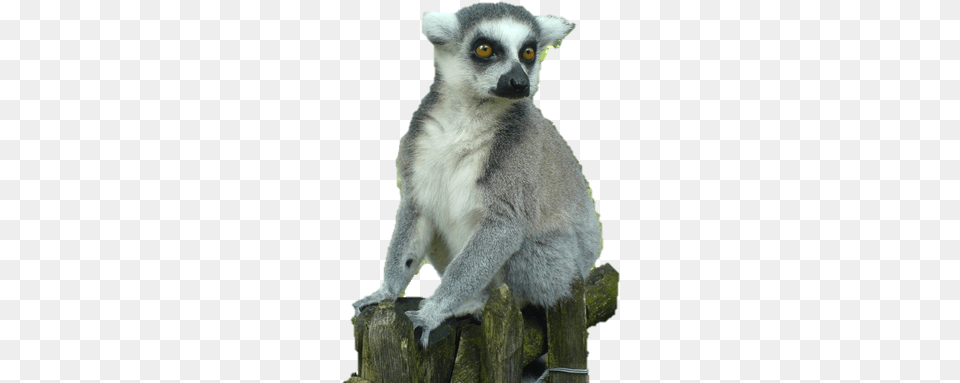 Madagascar Adventures Lemurs, Animal, Mammal, Monkey, Wildlife Png Image