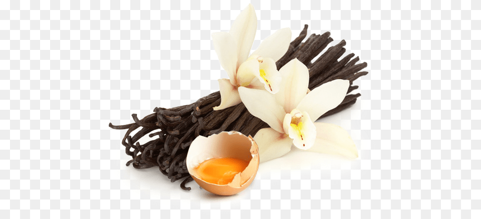 Madagascar Bourbon Vanilla Perfumer39s Apprentice Vanillin, Flower, Plant Png Image