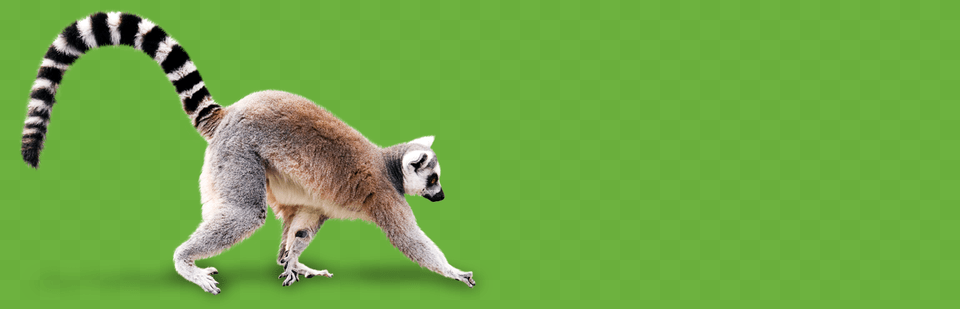 Madagascar Cat, Animal, Wildlife, Kangaroo, Mammal Free Transparent Png