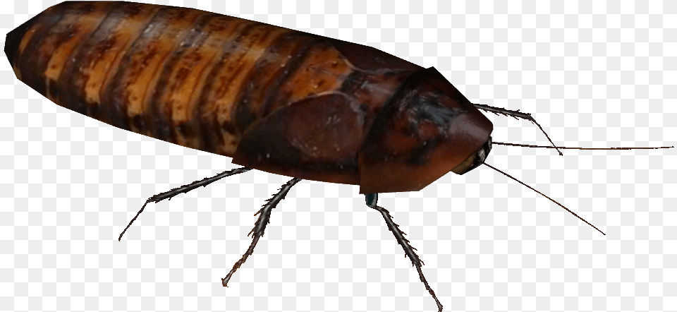 Madagascar Hissing Cockroach, Animal, Insect, Invertebrate Free Transparent Png