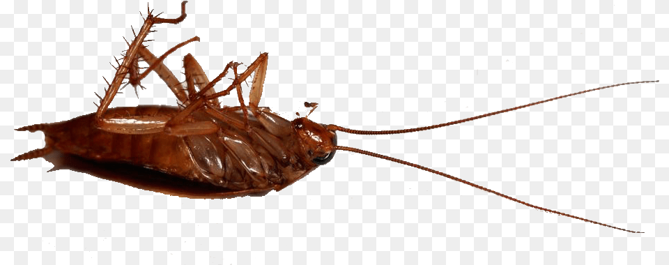 Madagascar Hissing Cockroach Cockroach, Animal, Insect, Invertebrate Png