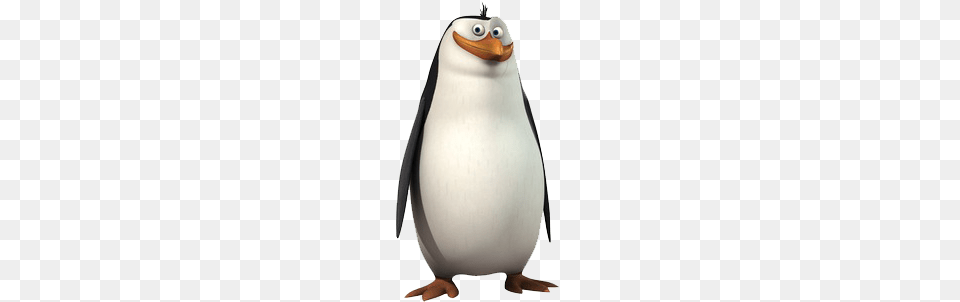 Madagascar Penguins, Animal, Bird, Penguin, King Penguin Png