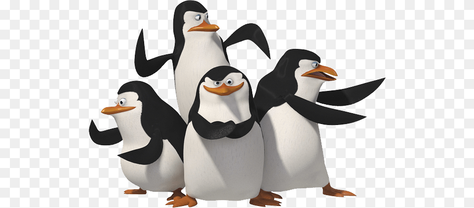 Madagascar Penguins, Animal, Bird, Penguin Png Image