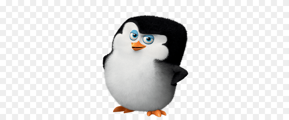 Madagascar Penguins, Animal, Bird, Bear, Giant Panda Free Png