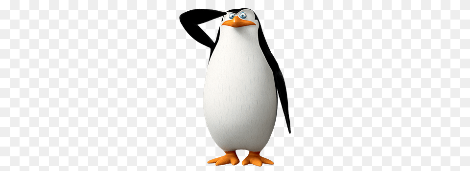 Madagascar Penguins, Animal, Bird, Penguin, King Penguin Free Png